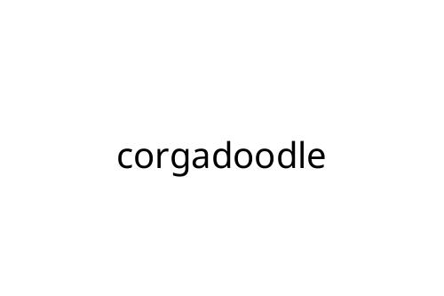 corgadoodle